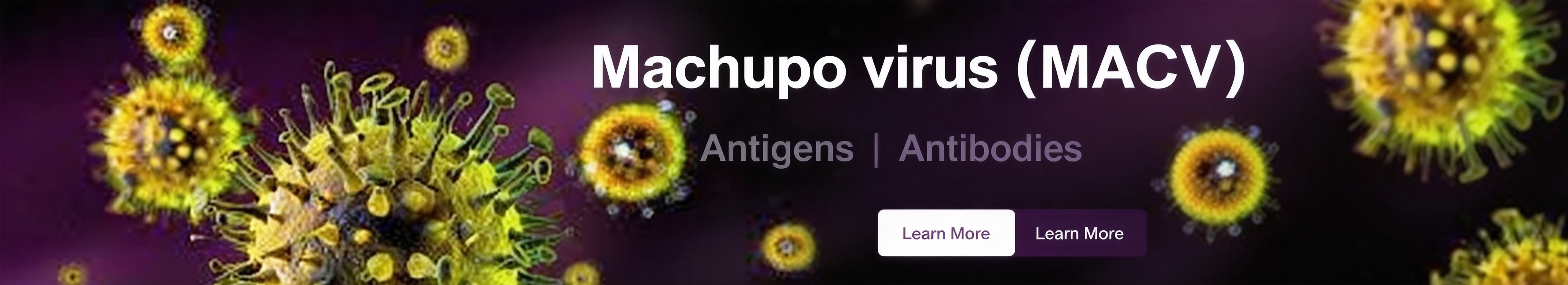 马丘波病毒 (MACV) 马丘波病毒 (MACV)