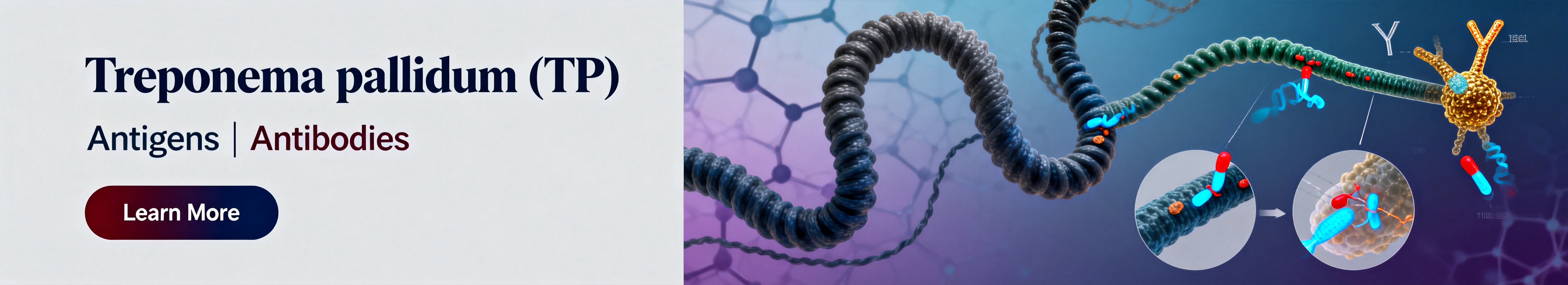 梅毒螺旋体 (TP) 梅毒螺旋体 (TP)