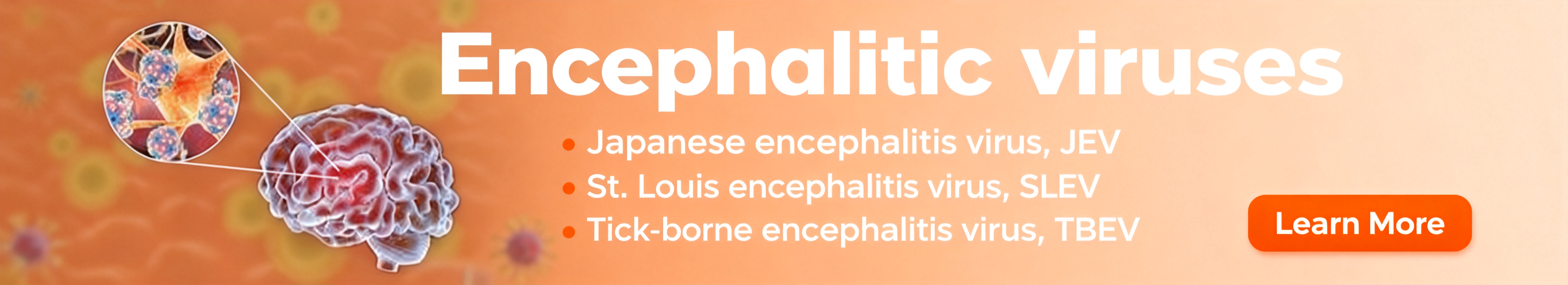 脑炎病毒 (JEV/SLEV/TBEV)