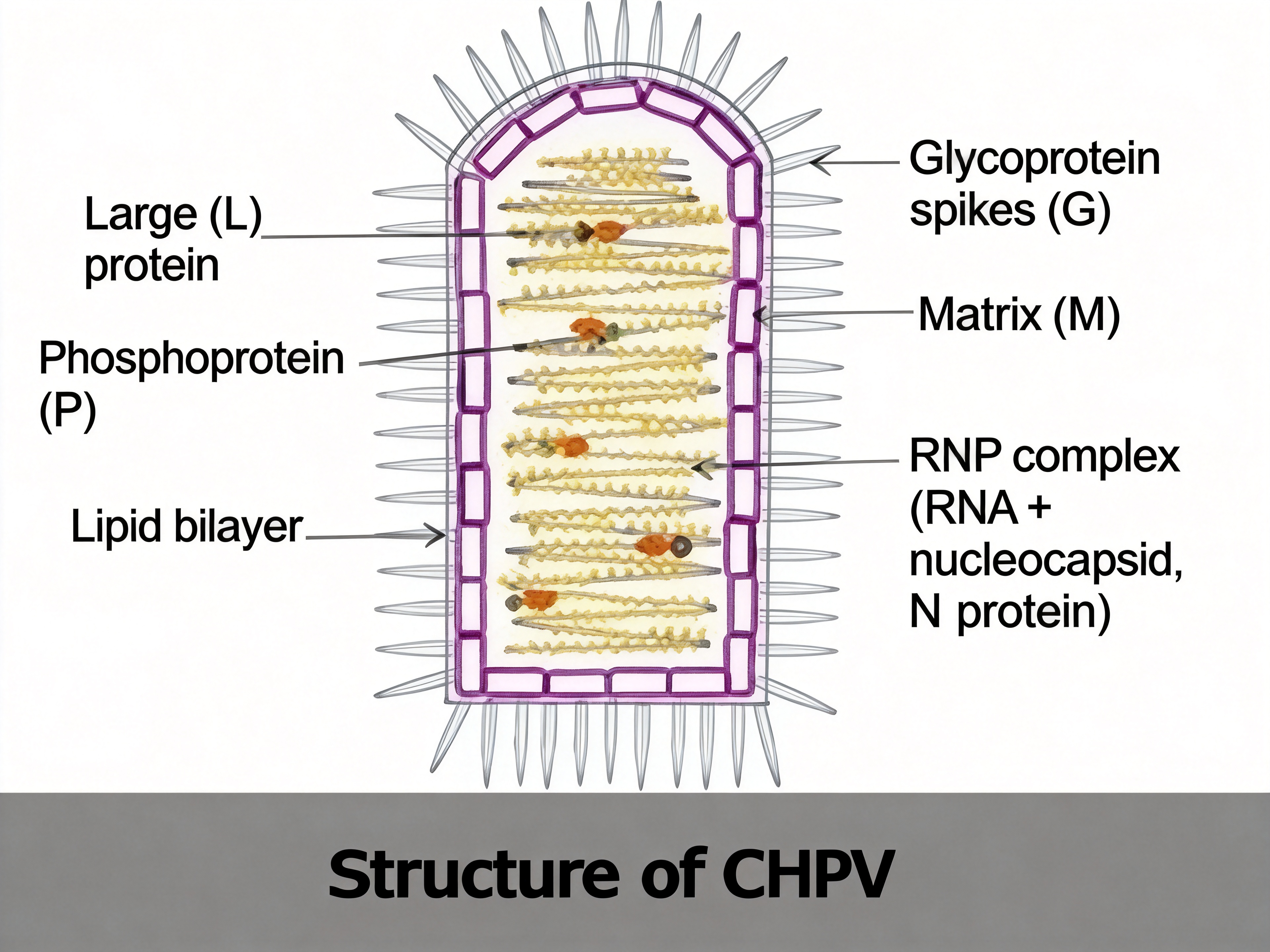 钱德普拉病毒 (CHPV)