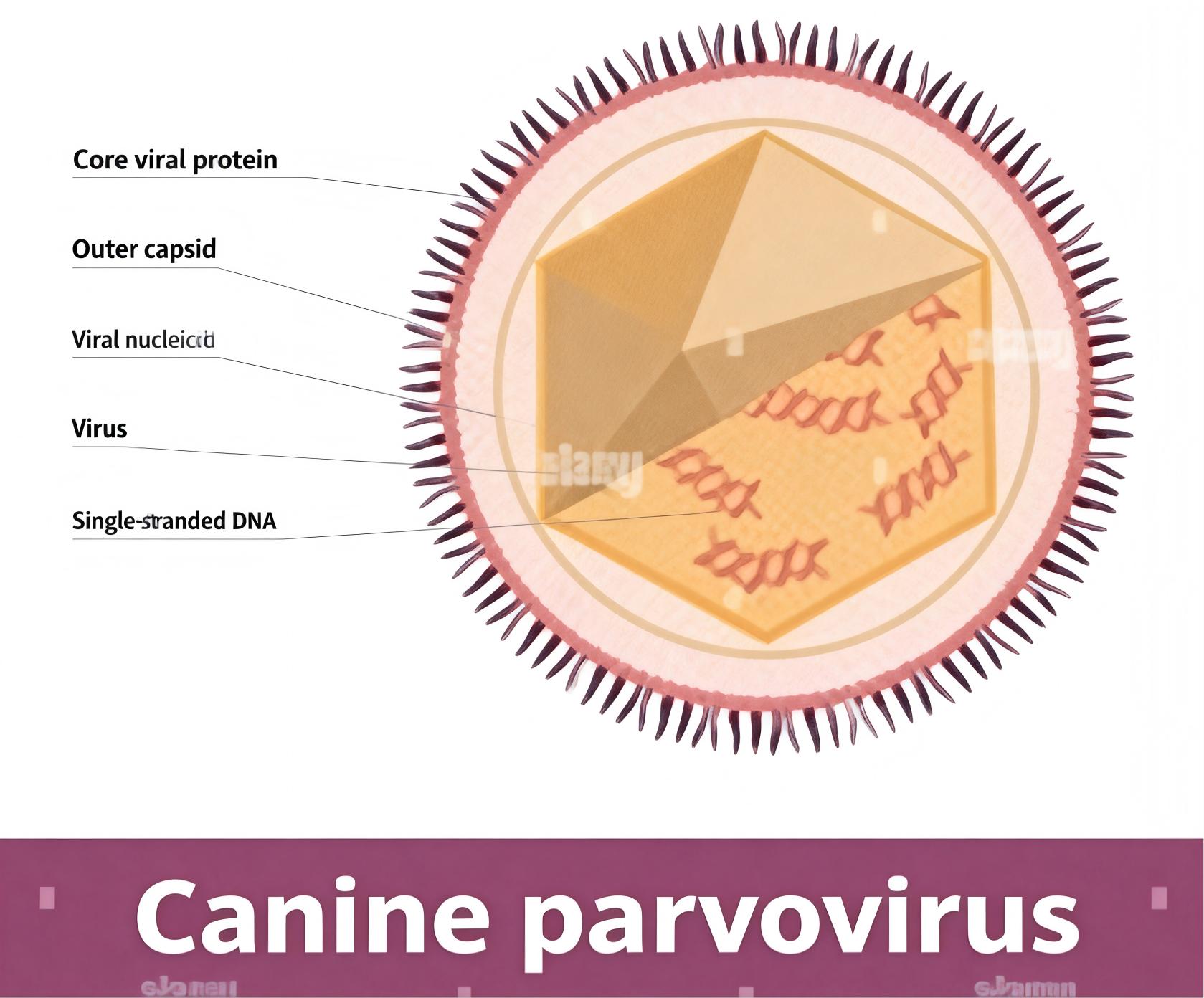 犬细小病毒（CPV）