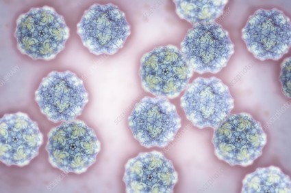 犬细小病毒(CPV) 犬细小病毒(CPV)