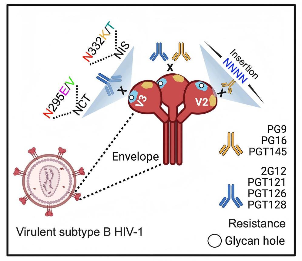 人类免疫缺陷病毒 (HIV)
