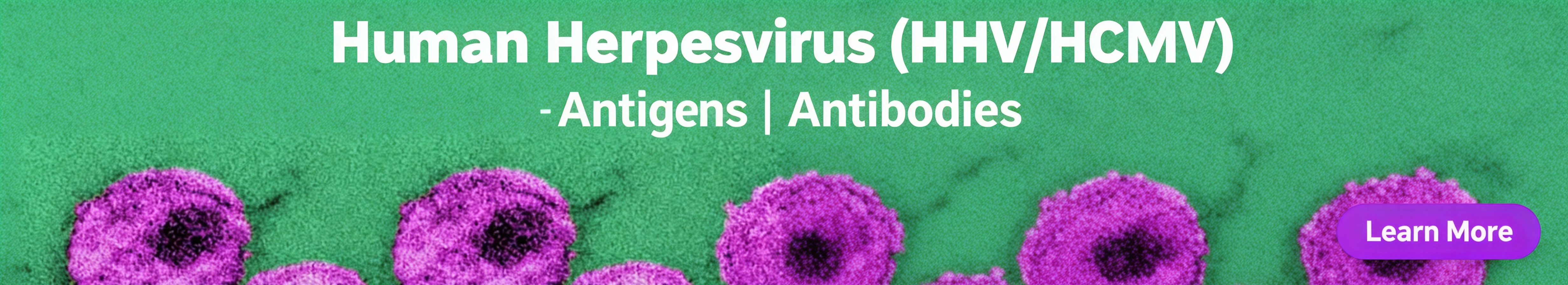 人疱疹病毒 (HHV/HCMV)