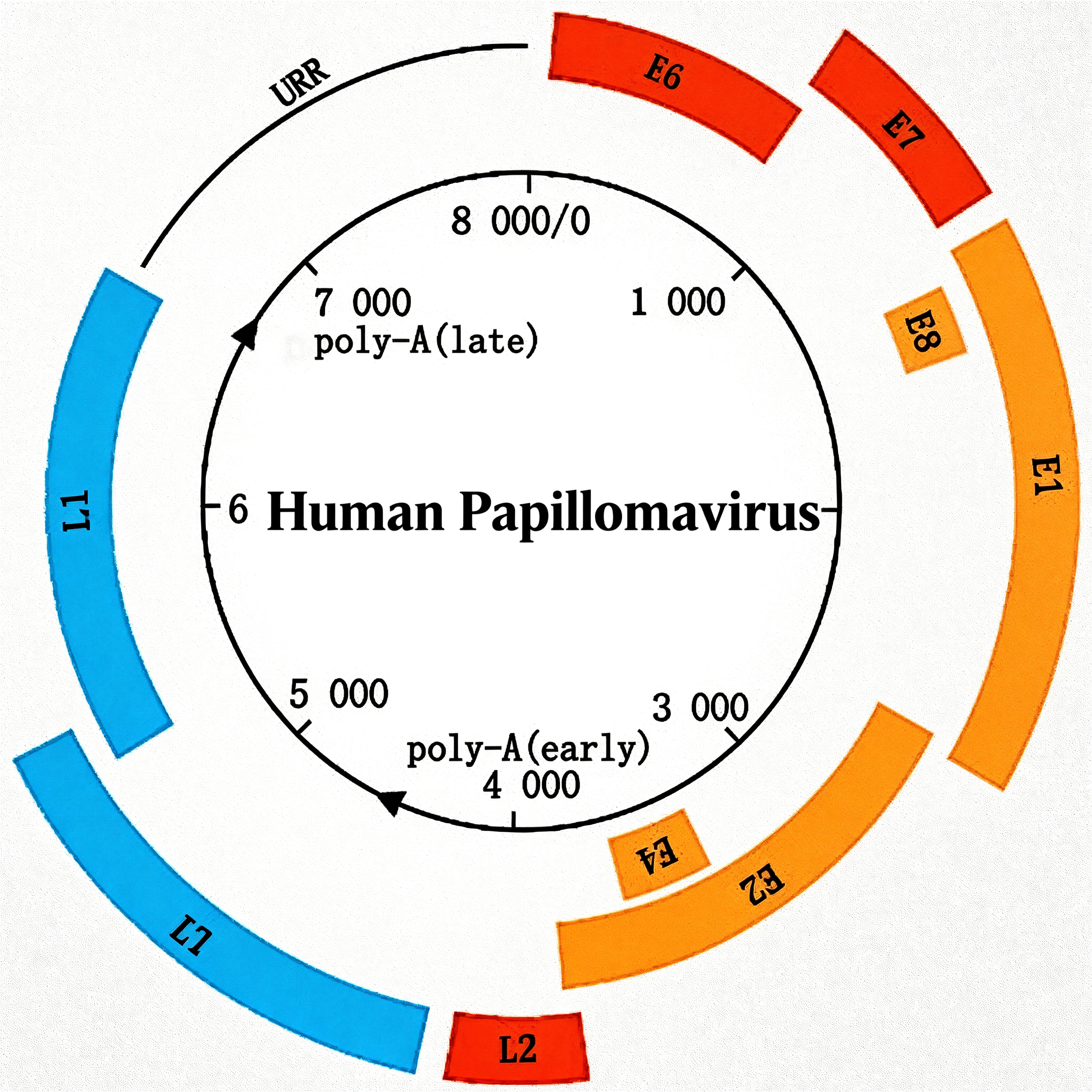 人乳头瘤病毒 (HPV)