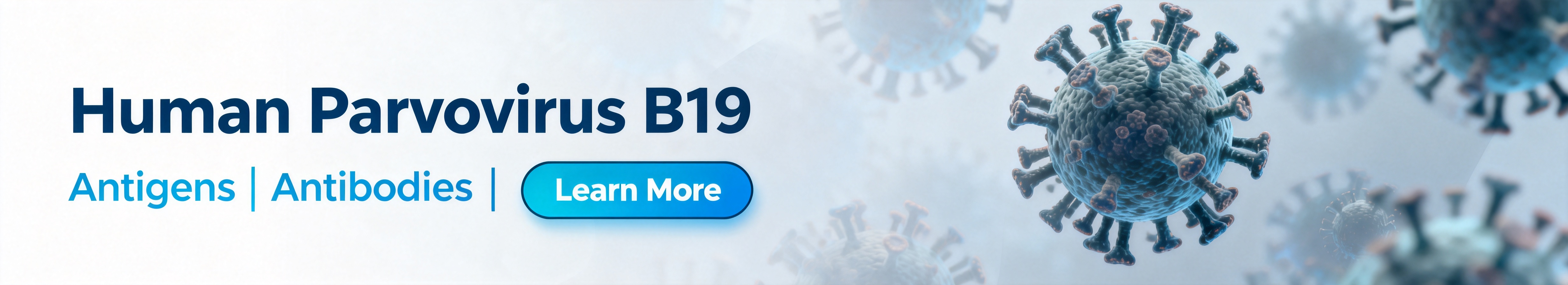 人细小病毒B19 (B19V)