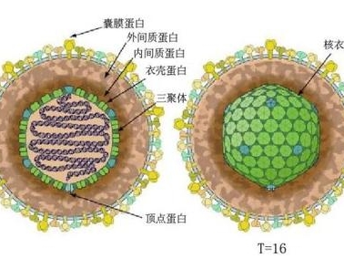 水痘带状疱疹病毒 (VZV)
