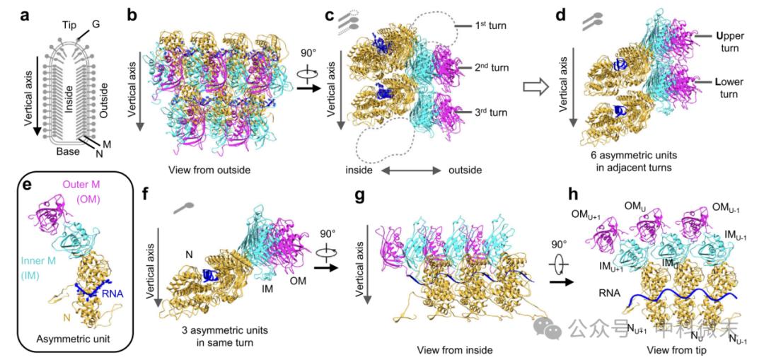 水泡性口炎病毒