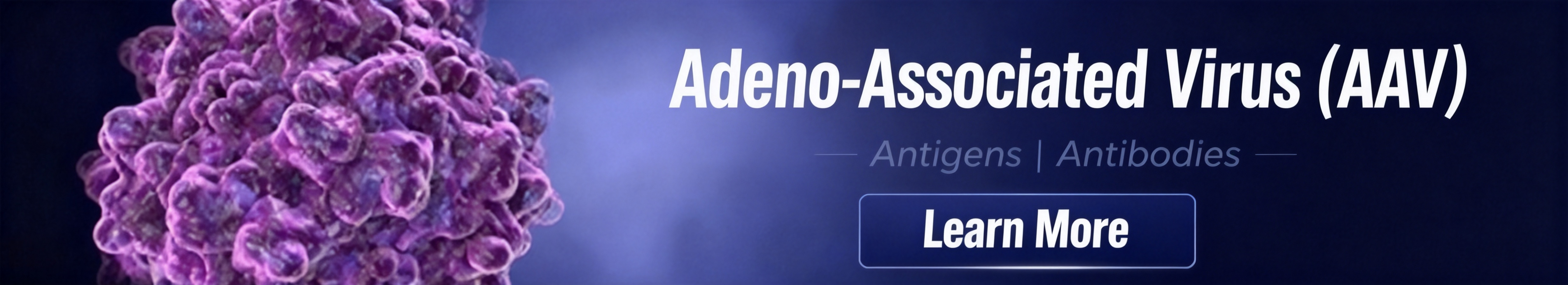 腺相关病毒 (AAV)