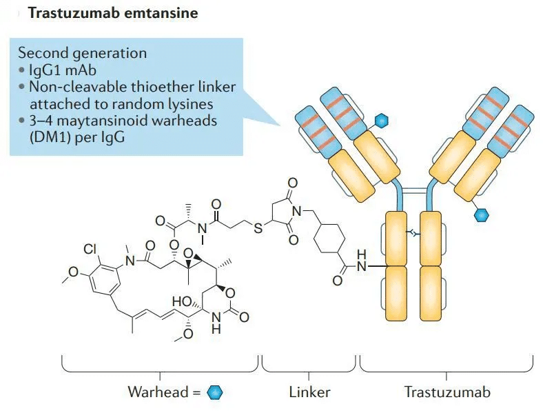 中东呼吸综合征冠状病毒 中东呼吸综合征冠状病毒