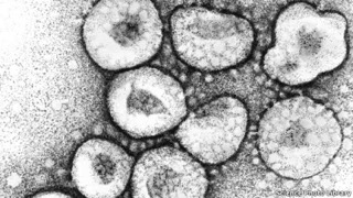 猪流行性腹泻病毒