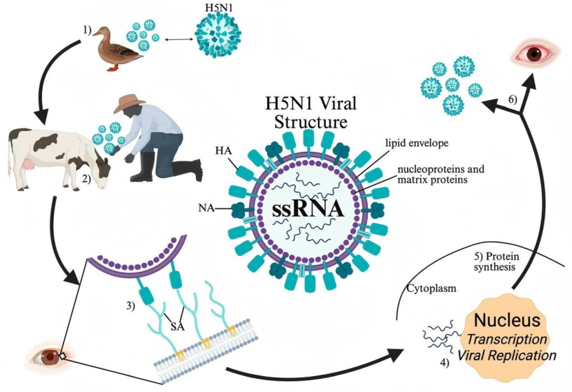 禽流感病毒亚型与HA/NA重组蛋白结构解析 禽流感病毒亚型与HA/NA重组蛋白结构解析