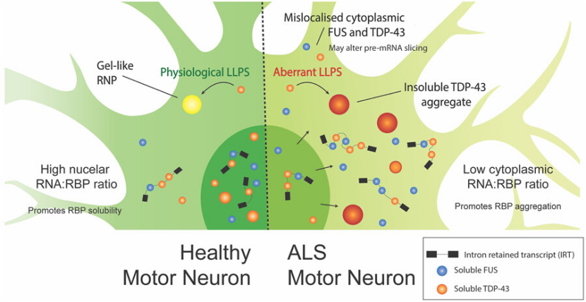 Major Molecular Mechanisms in ALS Major Molecular Mechanisms in ALS