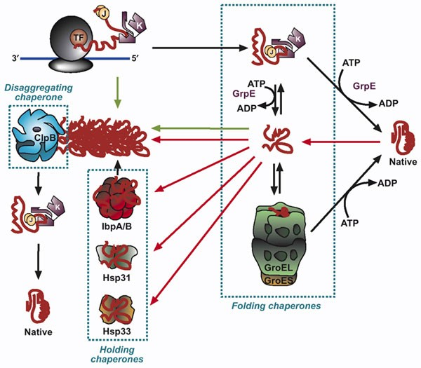 Carrier-Free Recombinant Proteins Carrier-Free Recombinant Proteins