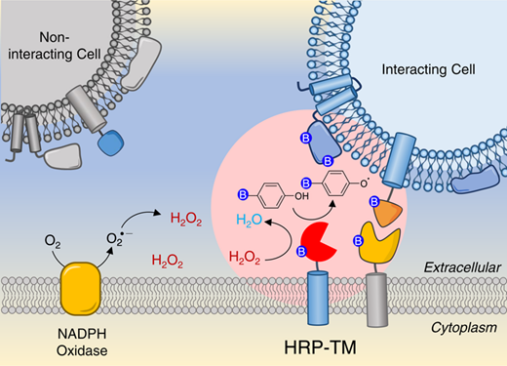 Horseradish peroxidase (HRP) Horseradish peroxidase (HRP)