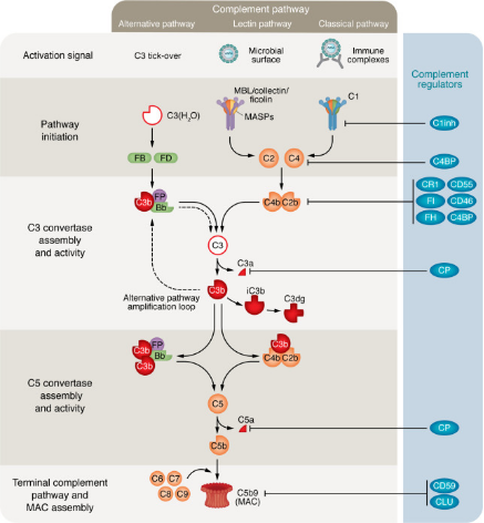 complement system complement system