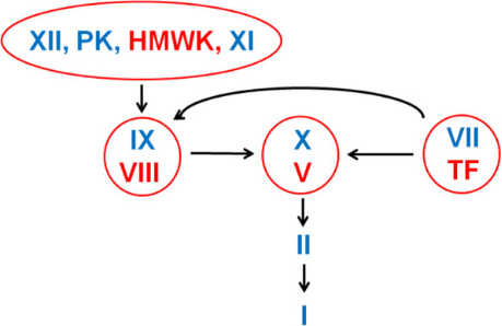 Human Coagulation System Human Coagulation System