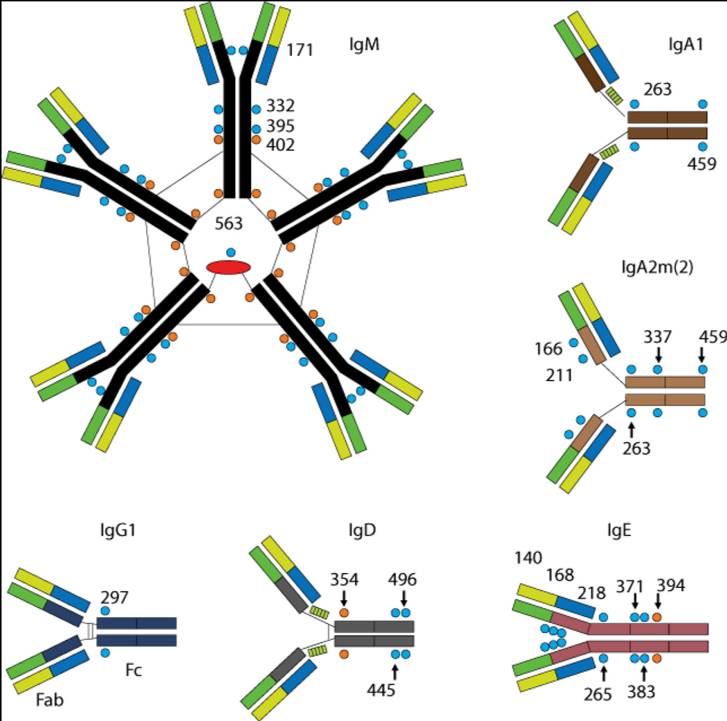 Globulin Globulin