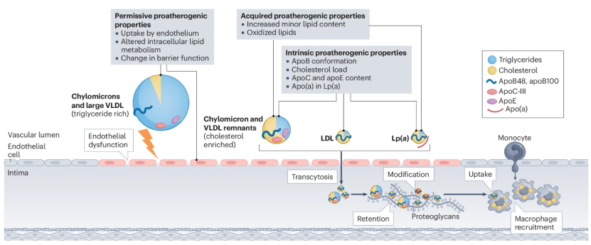 Lipoproteins Lipoproteins