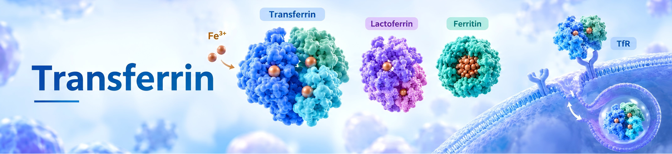 Transferrin