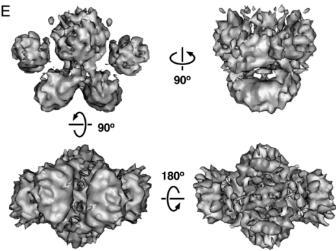Transferrin Transferrin