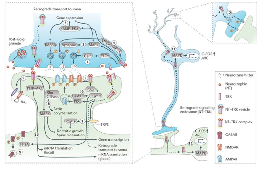 The nerve growth factor protein family The nerve growth factor protein family