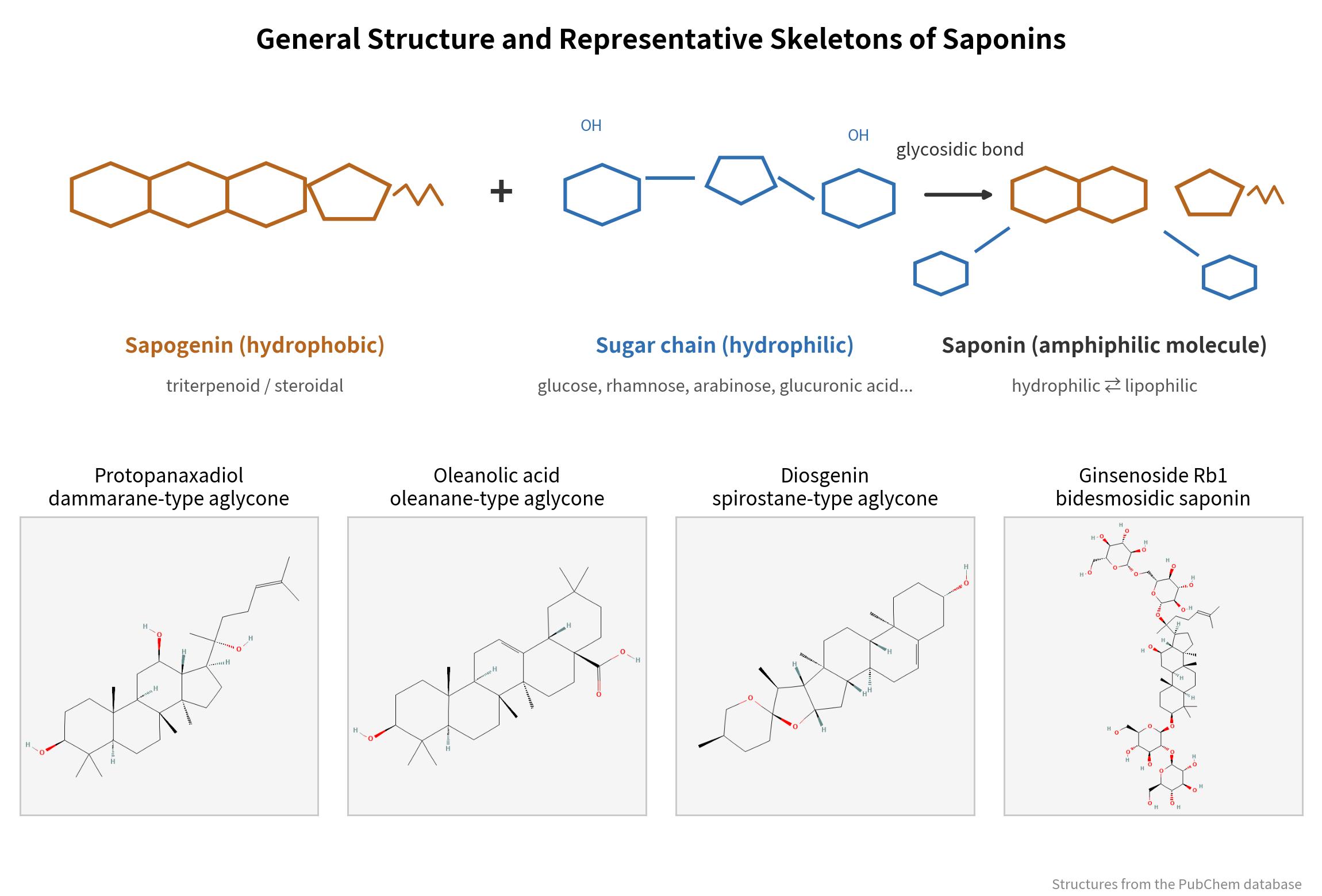 General structure and representative skeletons of saponins General structure and representative skeletons of saponins