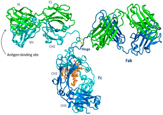 Anti-Human Serum Rabbit Antiserum Anti-Human Serum Rabbit Antiserum