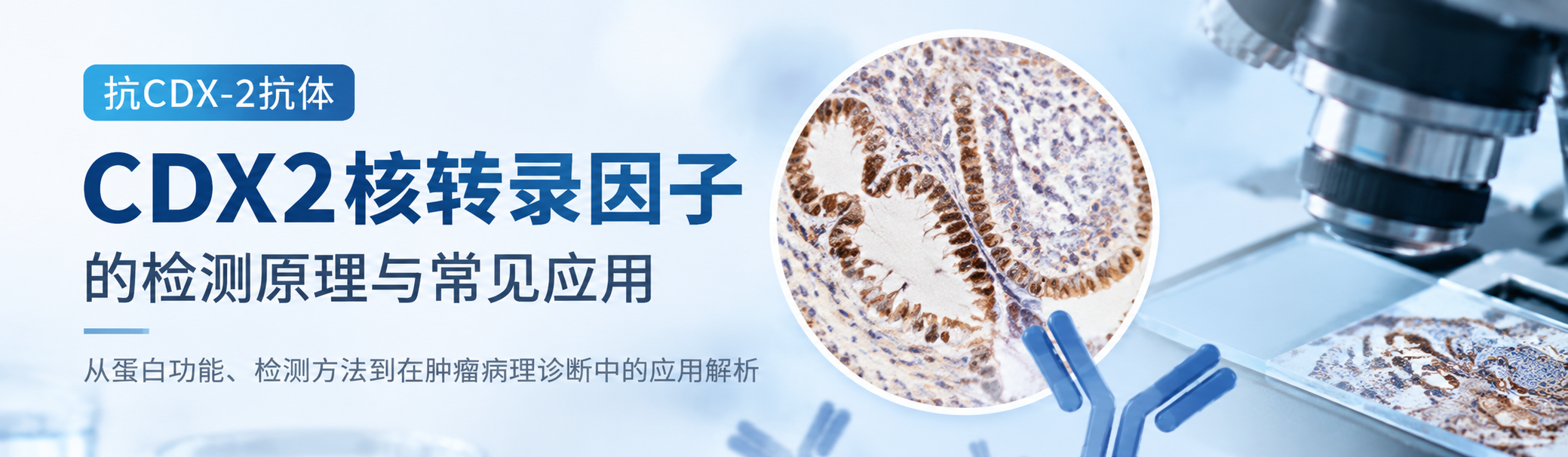 抗CDX-2抗体 抗CDX-2抗体