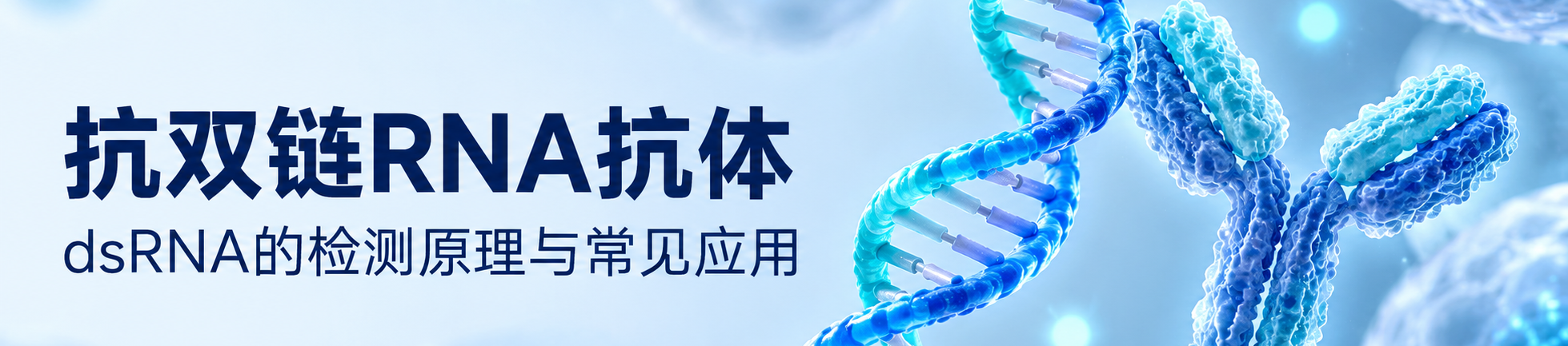 抗双链RNA抗体 抗双链RNA抗体