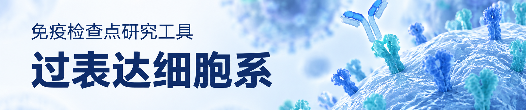 过表达细胞系 过表达细胞系