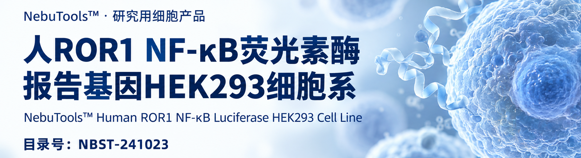 Human ROR1 NF-kB Luciferase HEK293 Cell Line