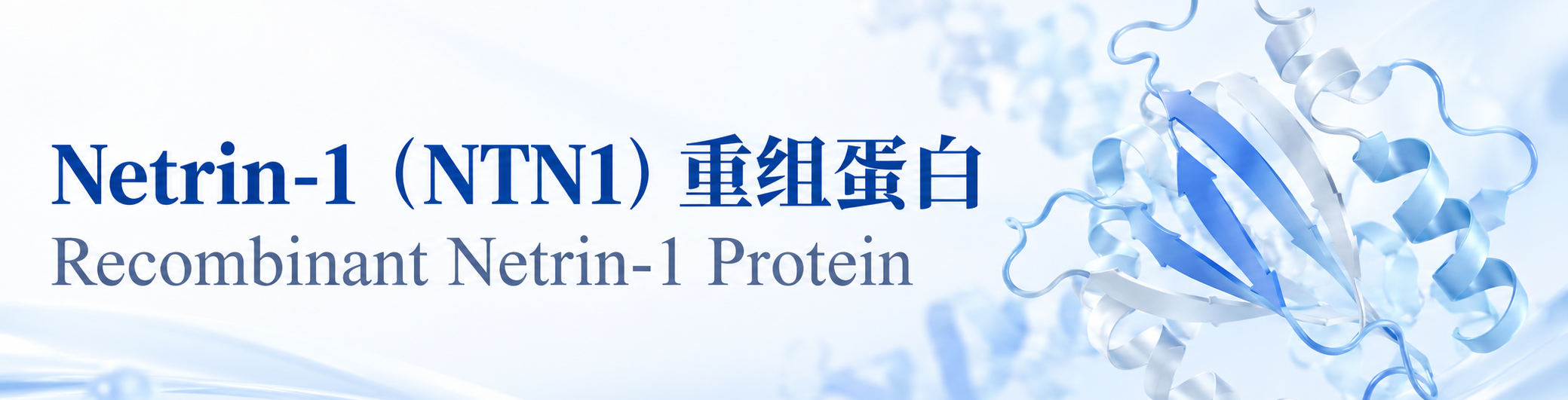 Netrin-1(NTN1)重组蛋白 Netrin-1(NTN1)重组蛋白