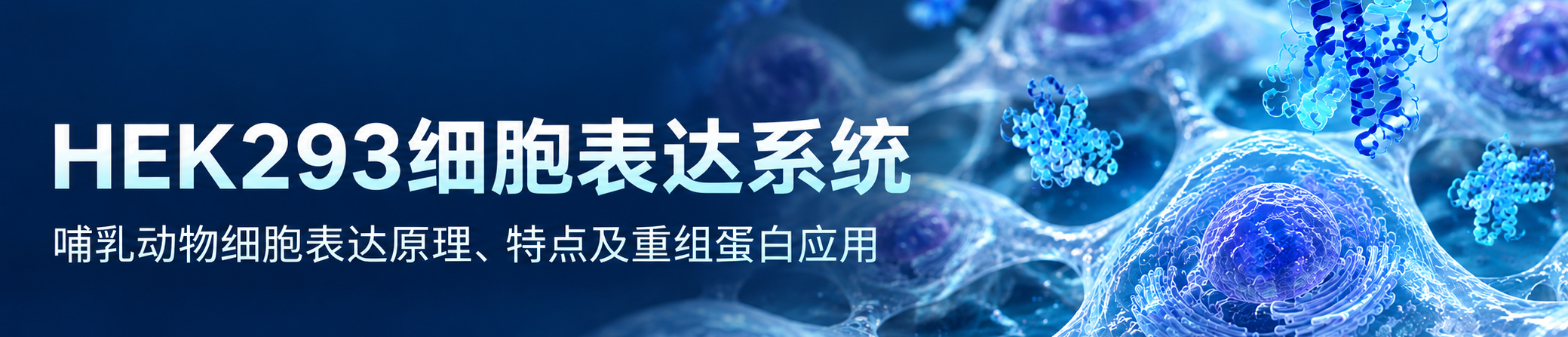 HEK293细胞表达系统 HEK293细胞表达系统
